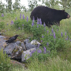 American Black Bear