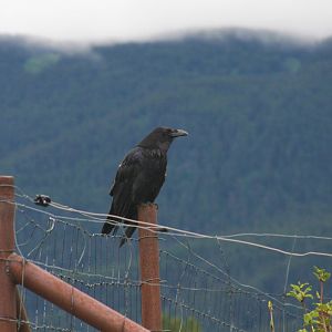 Wild Common Raven