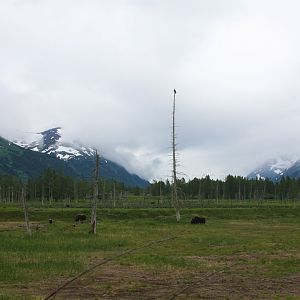 Muskox and Wild Bald Eagle