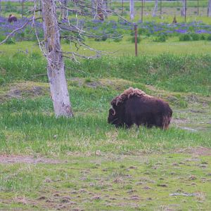 Muskox