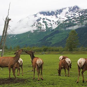 Elk