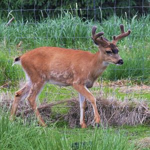 Sitka Black-tail Deer