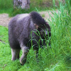 Muskox