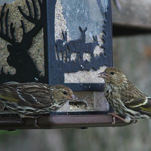 Pine Siskins (wild)