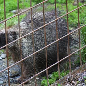 North American Porcupine