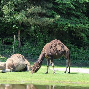 Dromedaries