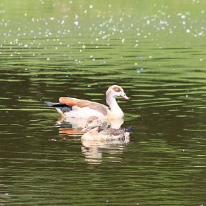 Feral Egyptian goose with goosling at the Outback
