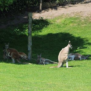 Red kangaroos in the walk-through part of the Outback