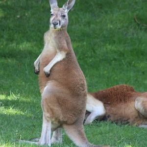 Male Red kangaroos