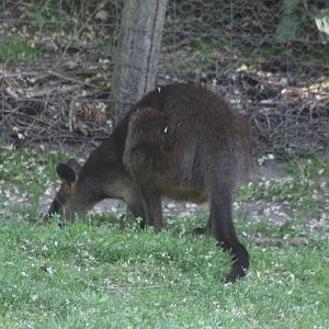 Swamp wallaby