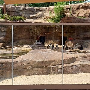 African Penguins and Cormorants exhibit