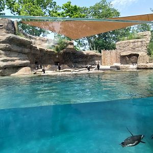 African Penguin Pool
