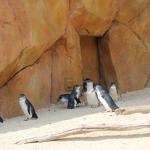 Little blue penguins (Eudyptula minor)