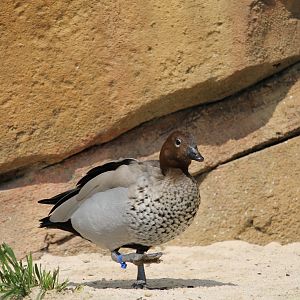 Australian wood duck (Chenonetta jubata)