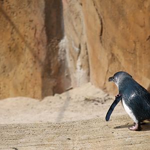 Little blue penguin (Eudyptula minor)