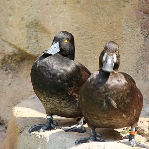 New zealand scaup (Aythya novaeseelandiae)
