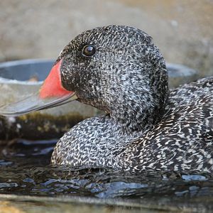 Freckled duck (Stictonetta naevosa)