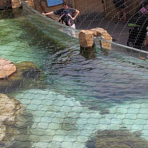 Little blue penguin pool overview