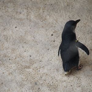 Little blue penguin