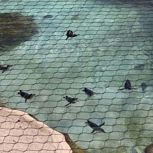 Little blue penguins swimming