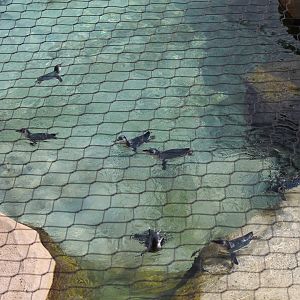 Little blue penguin aerial view