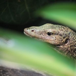 Quince monitor (Varanus melinus)