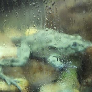 Titicaca water frog (Telmatobius culeus)