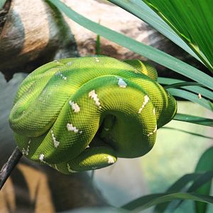 Emerald tree boa (Corallus caninus)