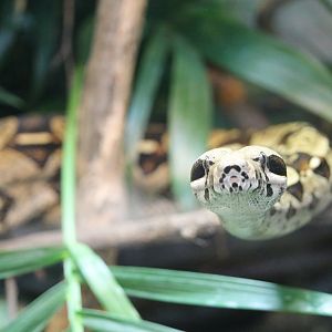 Boa constrictor (Boa constrictor)