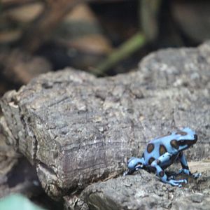 Dyeing dart frog (Dendrobates tinctorius)