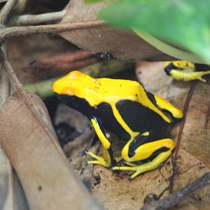 Yellow dyeing dart frog (Dendrobates tinctorius)