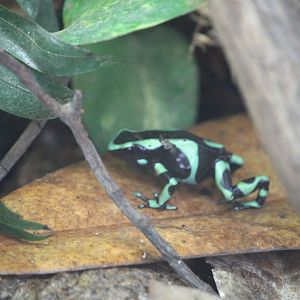 Green and black poison dart frog (Dendrobates auratus)