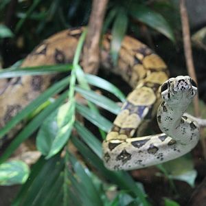 Boa constrictor