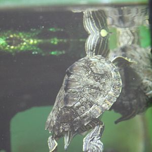 Pascagoula map turtle (Graptemys gibbonsi)