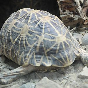 Indian star tortoise (Geochelone elegans)