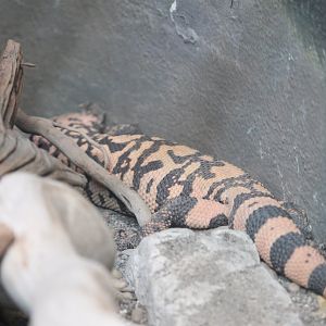Gila monster (Heloderma suspectum)