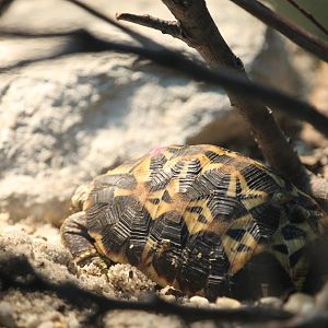 Northern spider tortoise (Pyxis arachnoides brygooi)