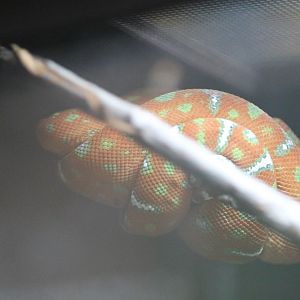 (Juvenile) Emerald tree boa (Corallus caninus)