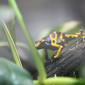 Yellow-banded poison dart frog (Dendrobates leucomelas)