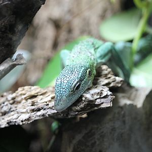 Green tree monitor (Varanus prasinus)