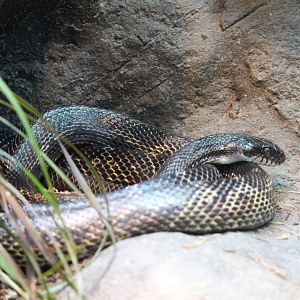 Black rat snake (Pantherophis obsoletus obsoletus)