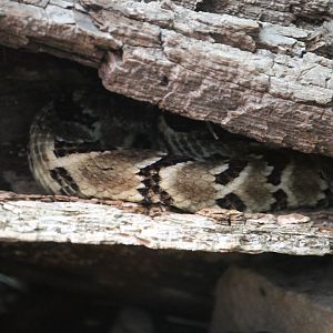 Timber rattlesnake (Crotalus horridus)