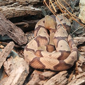 Northern copperhead (Agkistrodon contortrix mokasen)