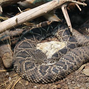 Eastern diamondback rattlesnake (Crotalus adamanteus)