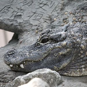 Chinese alligator (Alligator sinensis)