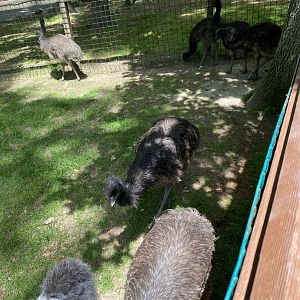June 2021 Emus