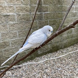 June 2021 Parakeet Landing