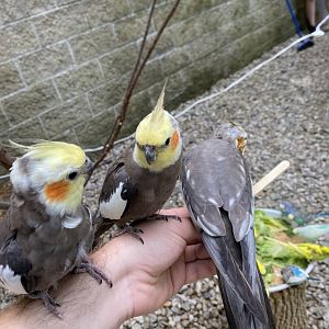 June 2021 Parakeet Landing