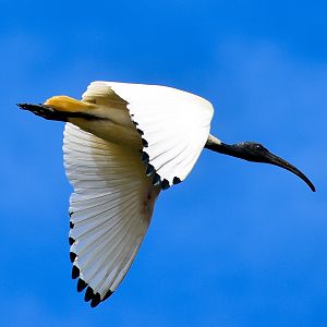 Australian White Ibis (Threskiornis molucca)