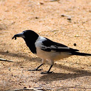 Pied Butcherbird (Cracticus nigrogularis)